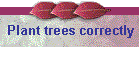 Plant trees correctly